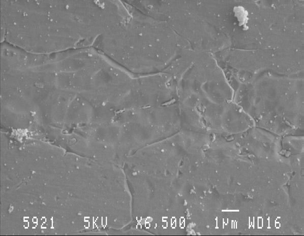 ´Biofilm behandelt mit 20 ppmBestDesWATER , Einwirkzeit >> 20 min. Biofilm behandelt mit 20 ppmBestDesWATER , Einwirkzeit >> 20 min.
