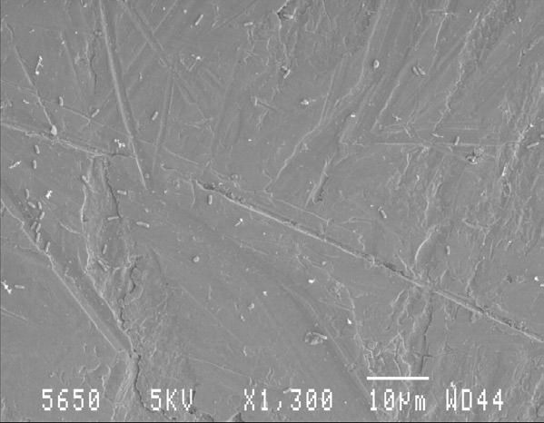 Biofilm behandelt mit ca. 200 ppmBestDesWATER , Einwirkzeit >> 20 min. Biofilm behandelt mit ca. 200 ppmBestDesWATER , Einwirkzeit >> 20 min.