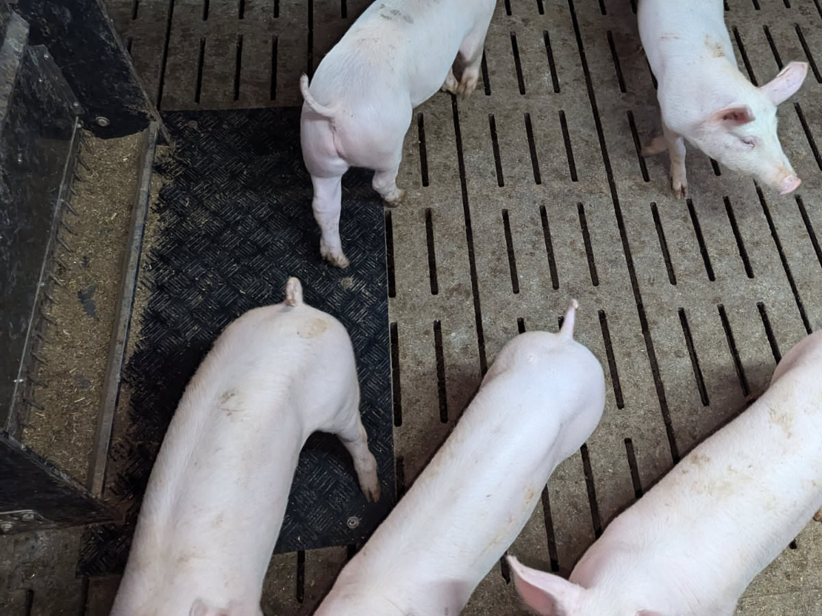 Auf der Vorderseite des Automaten befindet sich ein Trog mit einer Fütterungseinrichtung, die für Raufutter zum Beschäftigen der Tiere geeignet ist