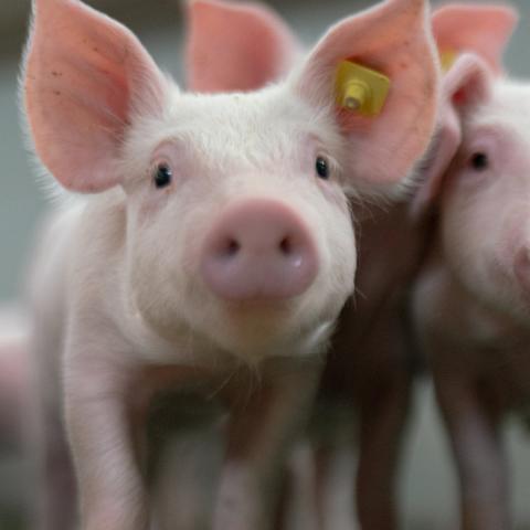 Die afrikanische Schweinepest bleibt in Deutschland weiterhin ein aktuelles Thema