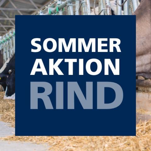 Sommeraktion Rind 2019