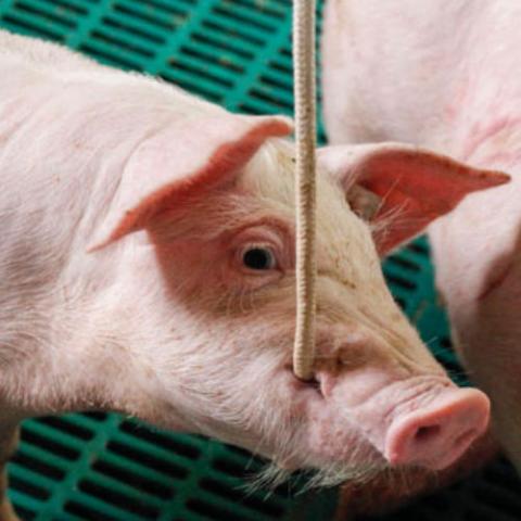 Seminar Tierschutz-Nutztierhaltungsverordnung