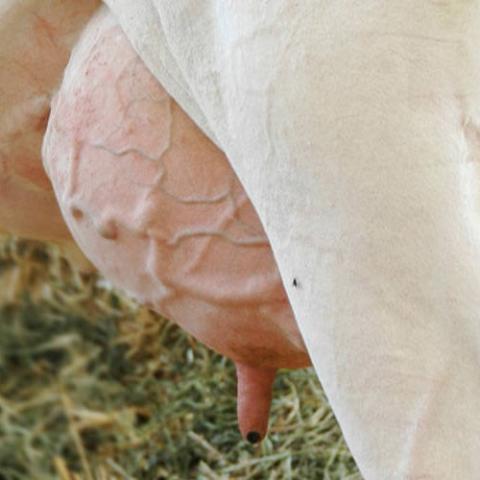 Mastitis richtig diagnostizieren