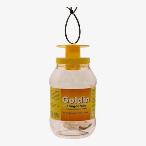 Goldin Fliegenfalle
